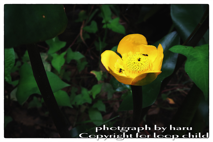 20140621-8.jpg