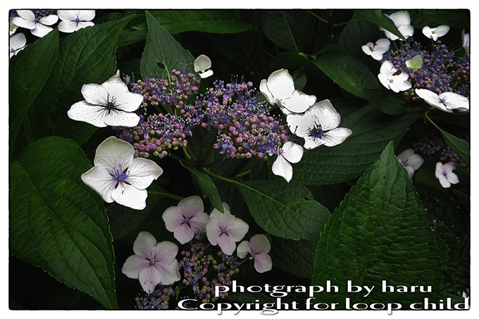 20140621-9.jpg