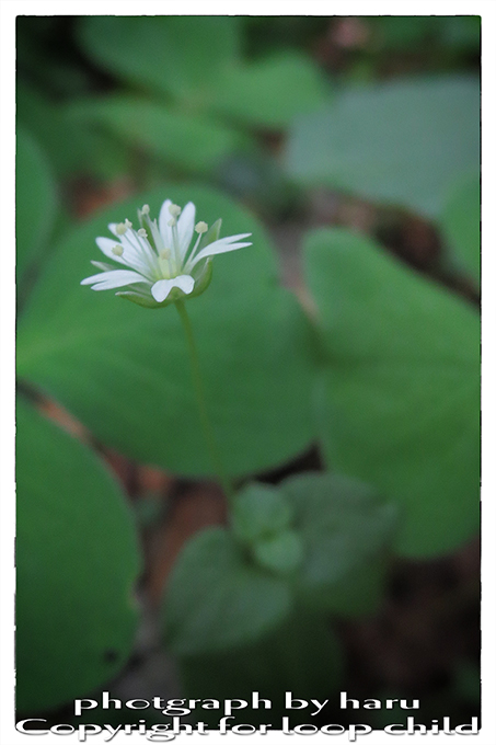 20140624-24.jpg