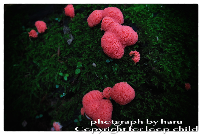 20140624-28.jpg