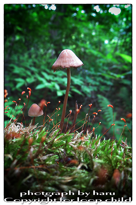 20140624-40.jpg