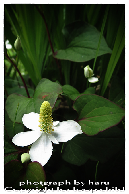 20140624-45.jpg