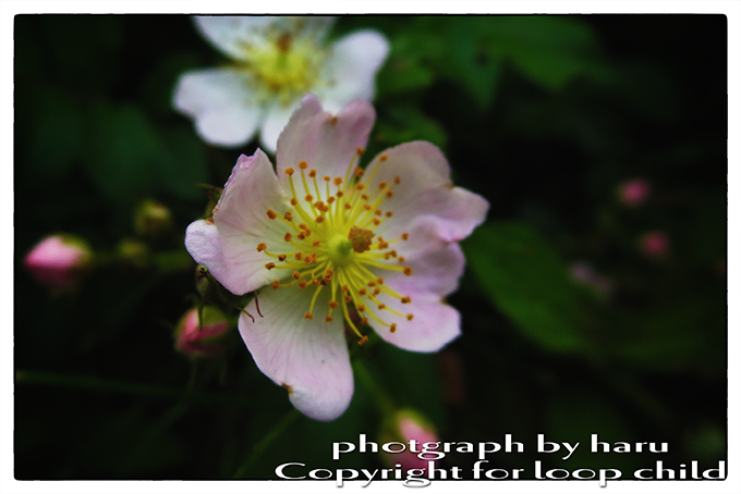 20140624-7.jpg