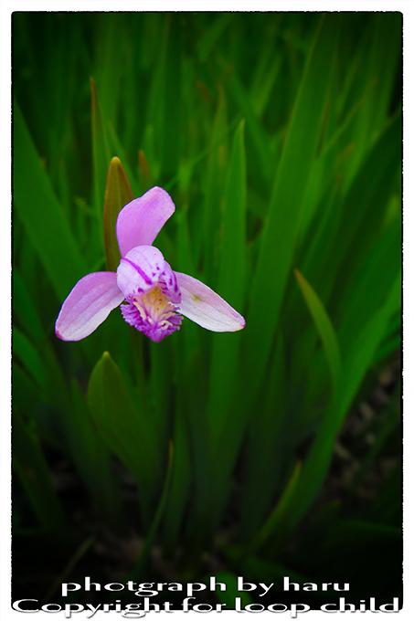 20140625-5.jpg