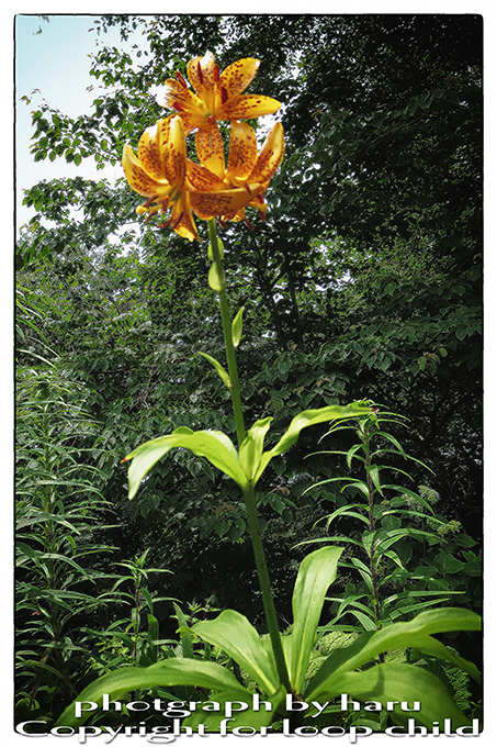 20140627-16.jpg