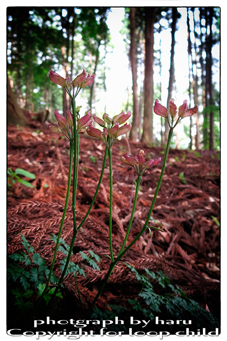 20140627-20.jpg