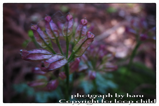 20140627-27.jpg