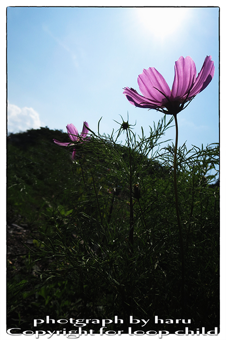 20140702-24.jpg