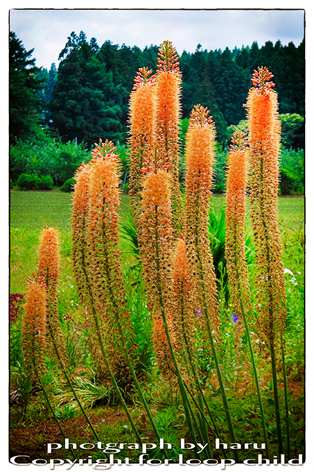 20140702-30.jpg