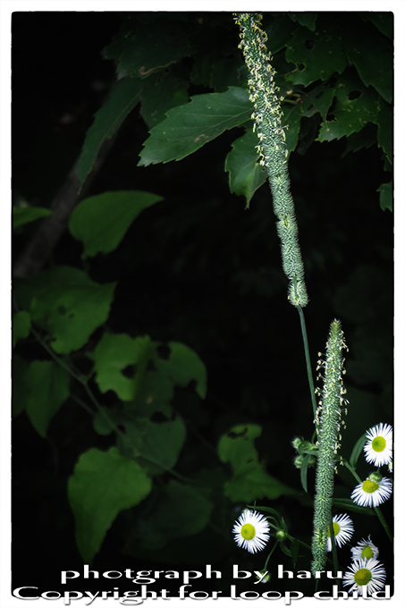 20140702-4.jpg