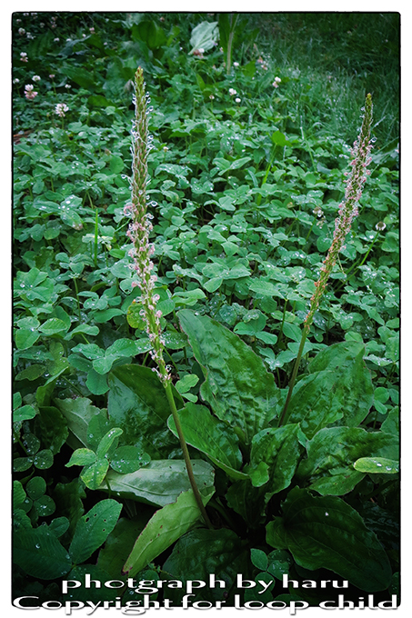 20140704-5.jpg