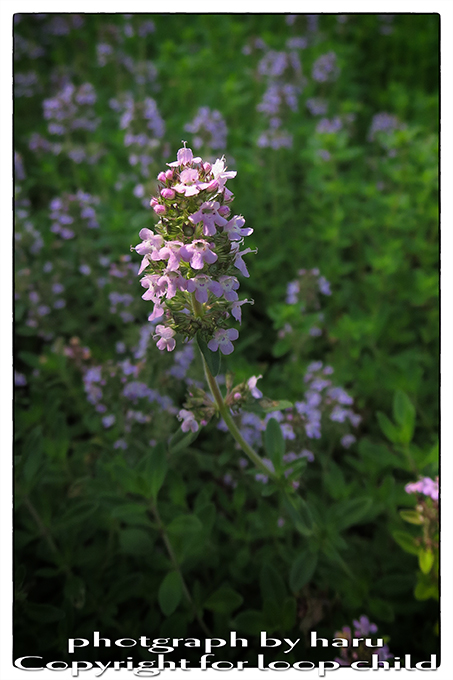20140706-14.jpg