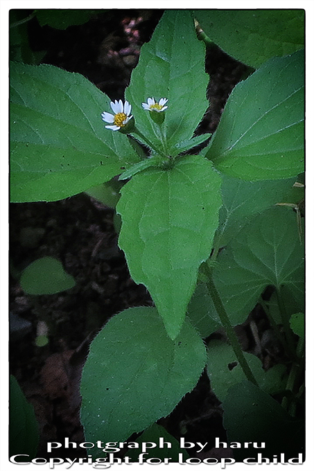 20140707-3.jpg