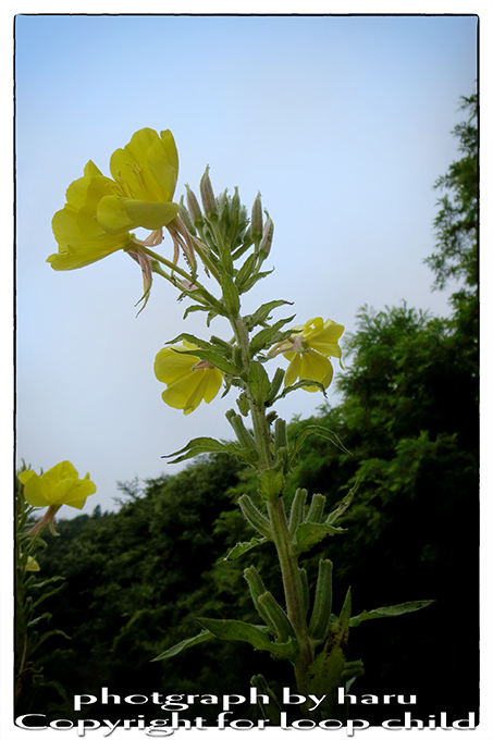20140707-6.jpg