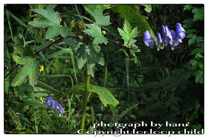 20140823-32.jpg