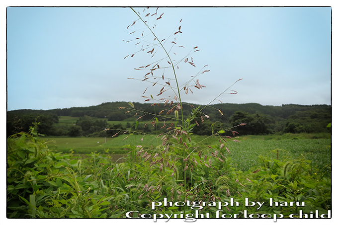 20140826-9.jpg