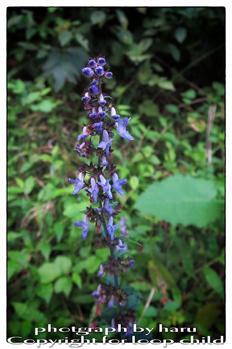 20140920-10.jpg