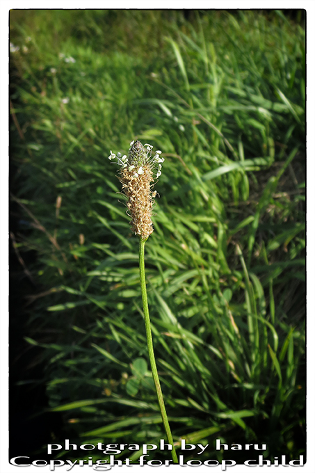 20140920-12.jpg