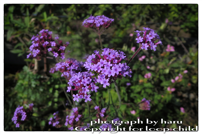 20140920-23.jpg
