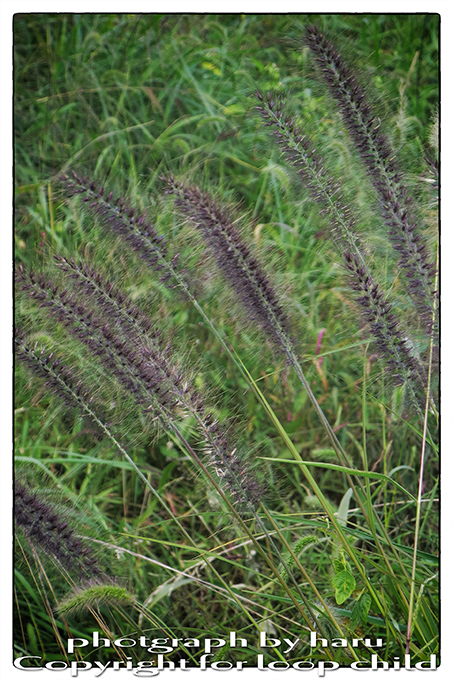 20140920-25.jpg