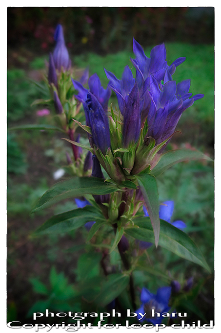 20140920-30.jpg