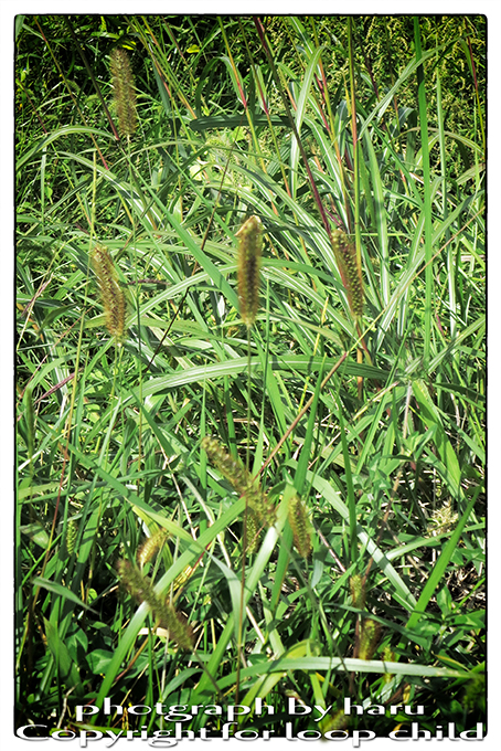 20140920-31.jpg