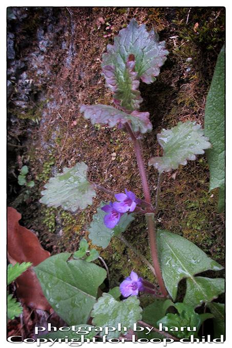20150418-3.jpg