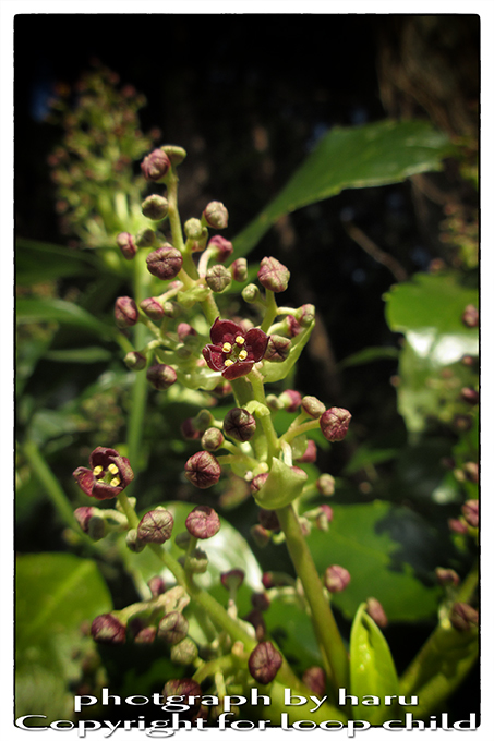 20150421-15.jpg