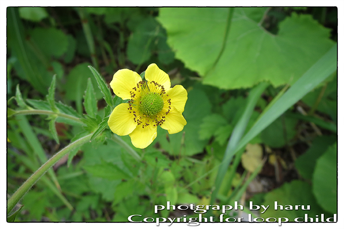 20150705-16.jpg