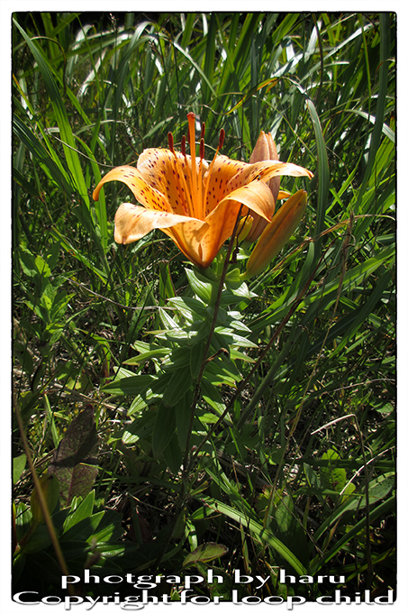 20150707-7.jpg