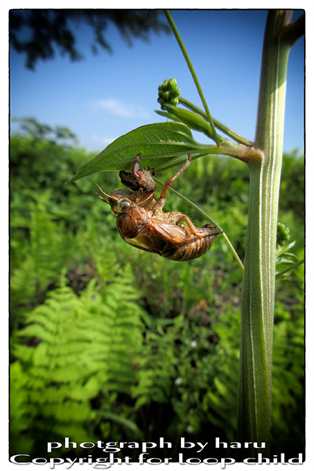 20150727-3.jpg