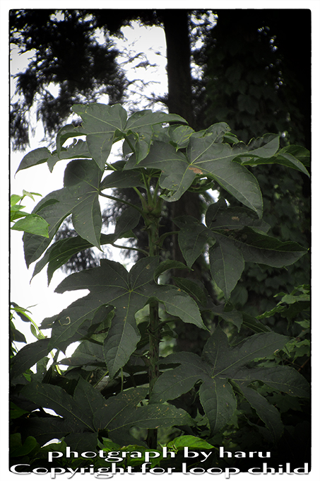 20150803-9.jpg